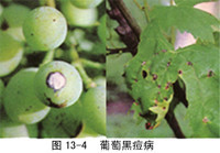 葡萄采摘 葡萄采摘