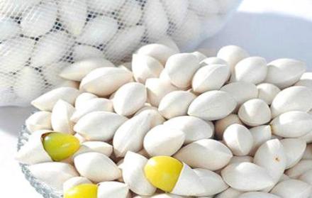 溪口白果 溪口白果