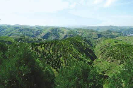 清涧县森林 清涧县森林