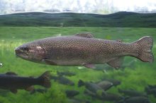 亚东鲑鱼 亚东鲑鱼