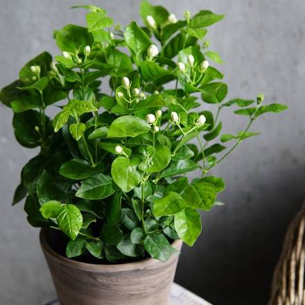 茉莉盆栽 茉莉盆栽