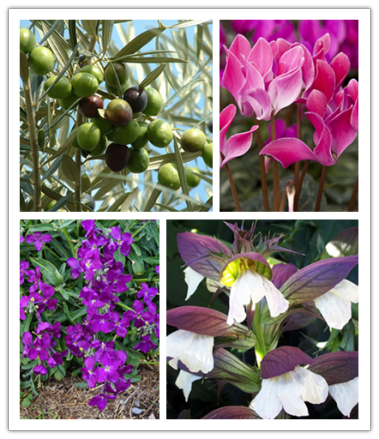 油橄榄、仙客来、紫罗兰、虾膜花