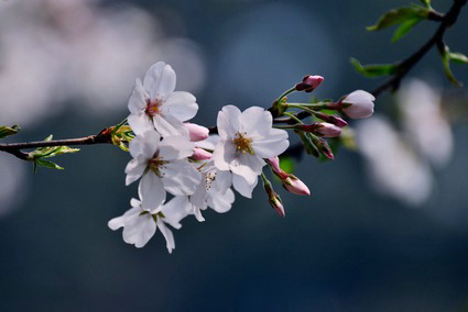 圆通山樱花节 国民旅游休闲网 圆通山樱花节 国民旅游休闲网