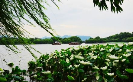 杭州西子湖畔春日千丝万缕的绿柳 杭州西子湖畔春日千丝万缕的绿柳