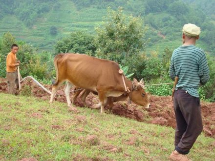 农耕生产 农耕生产