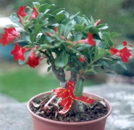 沙漠玫瑰 沙漠玫瑰