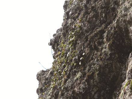 宁波石豆兰 宁波石豆兰