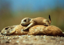 鼬科动物图片 鼬科动物图片