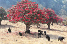 大树杜鹃 大树杜鹃