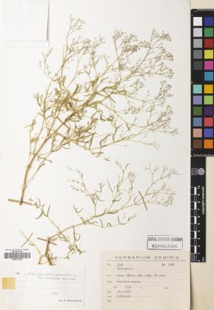 Gypsophilapaniculatavar.araratica于英国邱园保存的标本