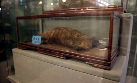 原藏圣约翰大学的国内仅存3件鸭嘴兽标本之一</span>
</p>
<p class=