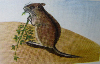 黑线姬鼠 黑线姬鼠