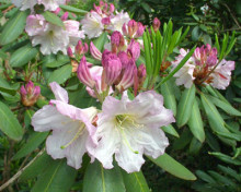 云锦杜鹃 云锦杜鹃