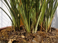 分株繁殖图片 分株繁殖图片