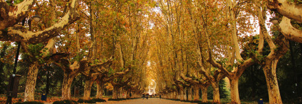 文汇路校区梧桐大道 文汇路校区梧桐大道