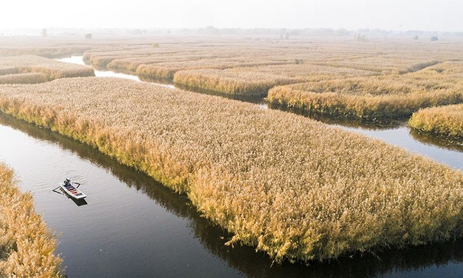 白洋淀中的芦苇资源
