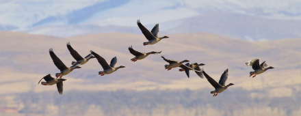 白露时节鸿雁来 白露时节鸿雁来