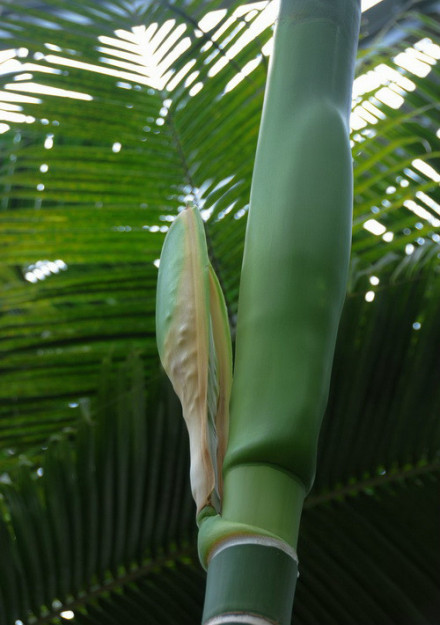 槟榔(含苞) 槟榔(含苞)