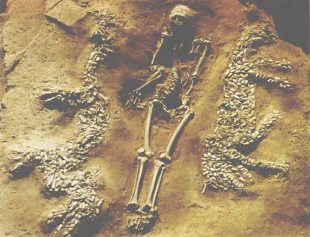 濮阳西水坡墓葬的蚌壳龙虎 濮阳西水坡墓葬的蚌壳龙虎