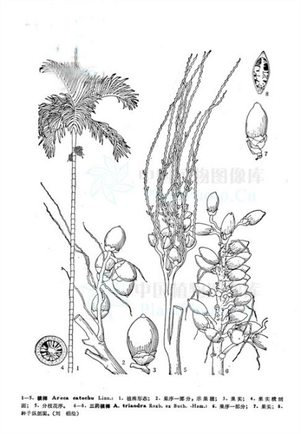 槟榔 槟榔