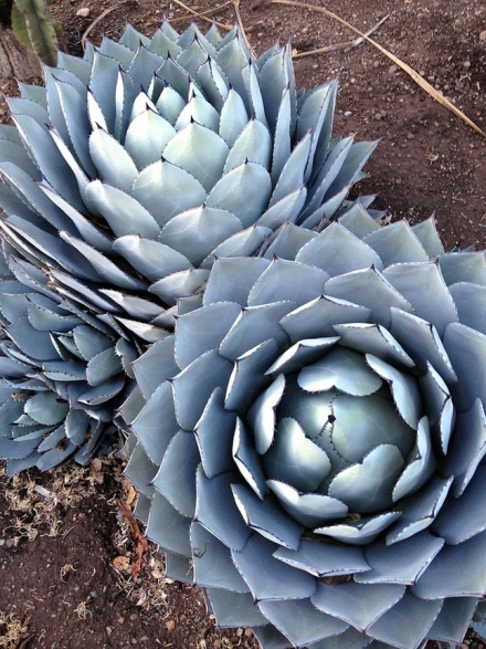 天门冬科 - 虚空藏龙舌兰Agaveparryi 天门冬科 - 虚空藏龙舌兰Agaveparryi