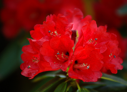 杜鹃花属 杜鹃花属