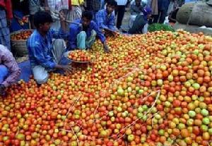 俄亥俄州的特殊橘黄色西红柿 俄亥俄州的特殊橘黄色西红柿