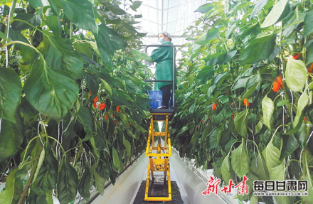 张掖海升农业现代智能温室 张掖海升农业现代智能温室