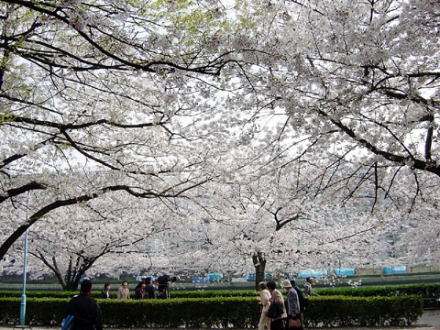 灿烂的樱花 灿烂的樱花