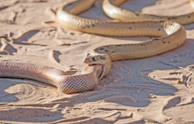 眼镜蛇捕食同类 眼镜蛇捕食同类