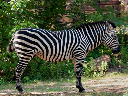 平原斑马 平原斑马