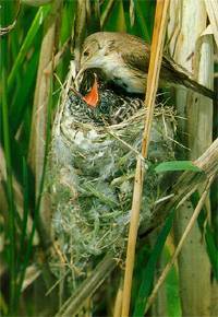 杜鹃鸟啼血 杜鹃鸟啼血