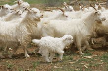 阿尔巴斯白山羊 阿尔巴斯白山羊