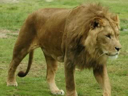 索马里狮
