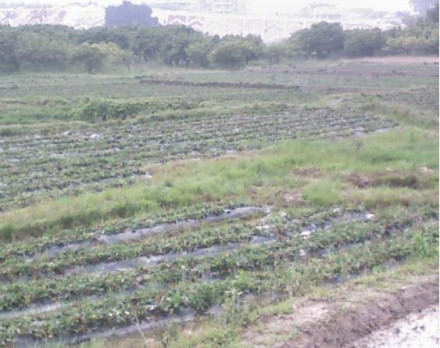 蔡其矫故居 蔡其矫故居