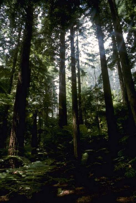 分布在亚热带地区的大陆东岸 分布在亚热带地区的大陆东岸