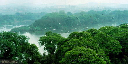 衡阳江口鸟洲 衡阳江口鸟洲