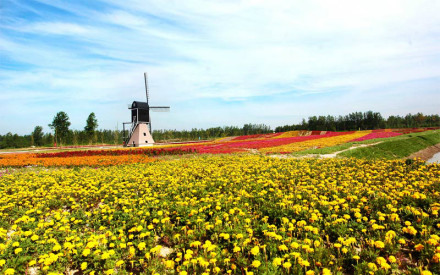 盐城市大丰区荷兰花海 盐城市大丰区荷兰花海