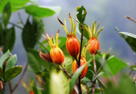 中国栀子之乡 中国栀子之乡