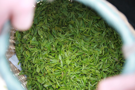 刚采摘的茶青 刚采摘的茶青