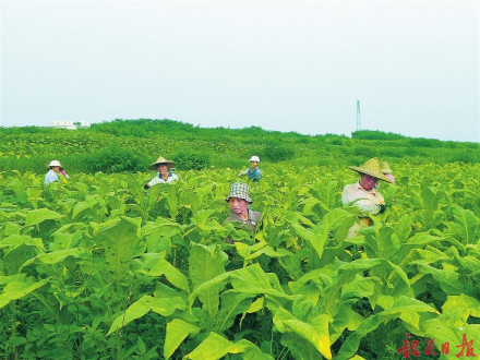 南雄烟叶 南雄烟叶