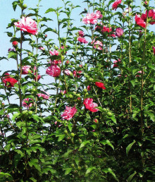 长苞木槿 长苞木槿