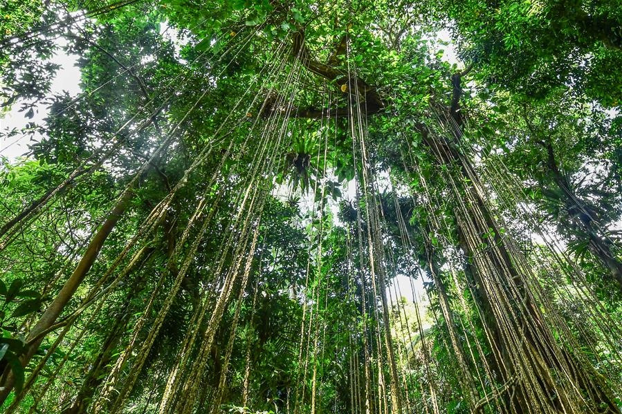 海南百花岭热带雨林中的气根