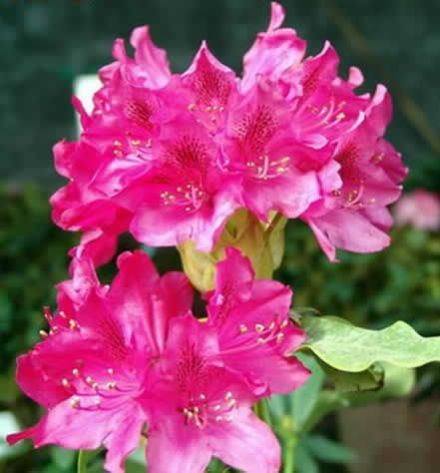 高山杜鹃</span>
</p>
<p class=