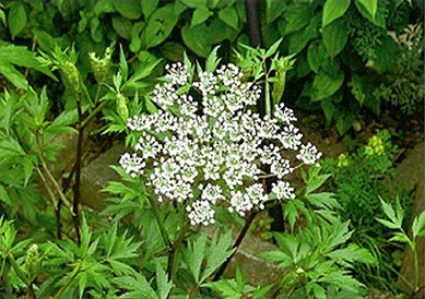 当归(奈良县药物研究中心提供) 当归(奈良县药物研究中心提供)