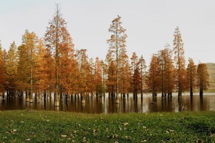 秋日池杉林 秋日池杉林