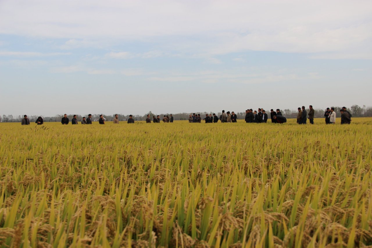 怀远县水稻机插秧高产高效种植示范片