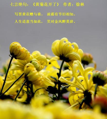 七言绝句《黄菊花开了》作者:徐林 七言绝句《黄菊花开了》作者:徐林