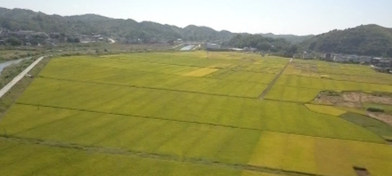 兴宁市农业 兴宁市农业