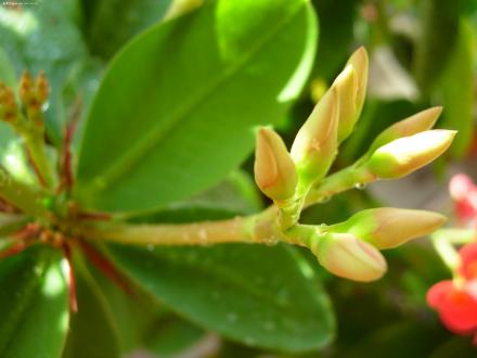 花萼保护花儿 花萼保护花儿